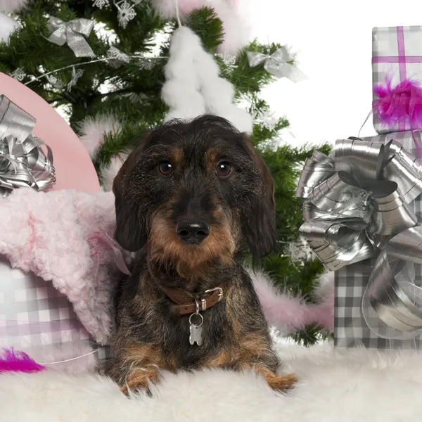 Dachshund, 12 months old, with Christmas tree and gifts in front of white background — Stock Photo, Image