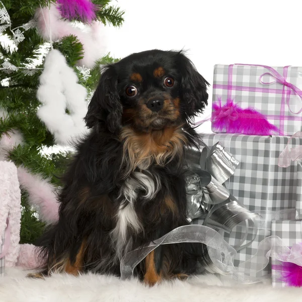 Cavalier King Charles Spaniel, 3 years old, with Christmas tree and gifts in front of white background — Stock Photo, Image