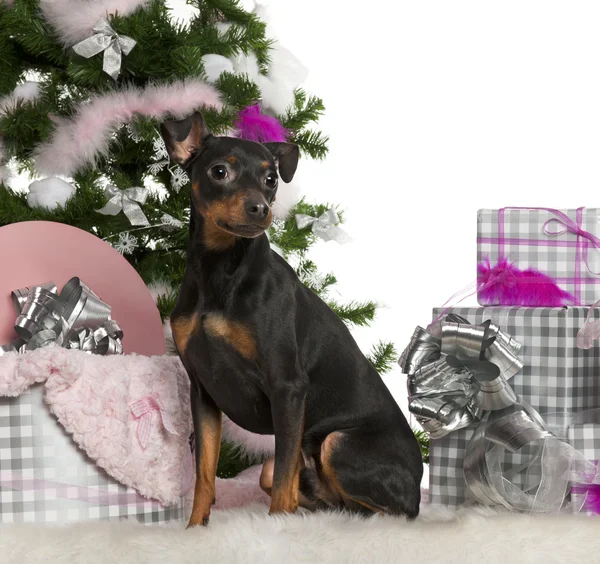 Pinscher, 2 Jahre alt, mit Weihnachtsbaum und Geschenken vor weißem Hintergrund — Stockfoto