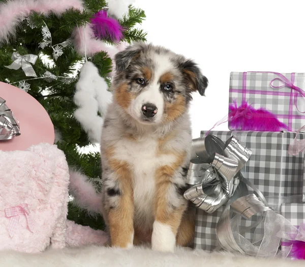 澳大利亚牧羊犬幼犬，2 个月大的圣诞树和在白色背景前的礼物 — 图库照片