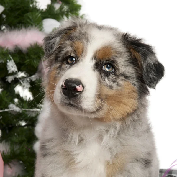 オーストラリアン シェパードの子犬、2 ヶ月、クリスマス ツリーとギフトの白い背景の前で — ストック写真