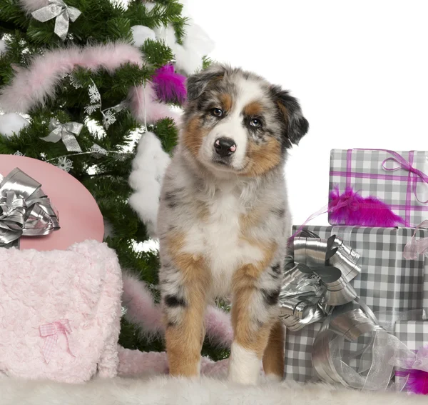 澳大利亚牧羊犬幼犬，2 个月大的圣诞树和在白色背景前的礼物 — 图库照片