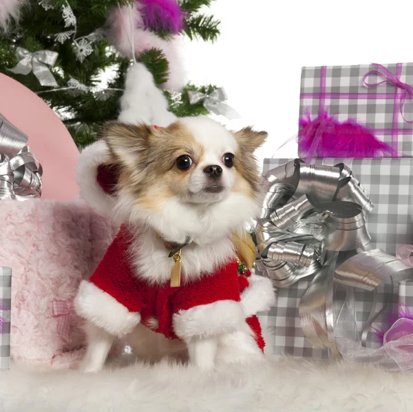 Chihuahua, 2 years old, with Christmas tree and gifts in front of white background — Stock Fotó