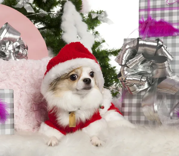 Chihuahua, 2 years old, with Christmas tree and gifts in front of white background — Stock Fotó