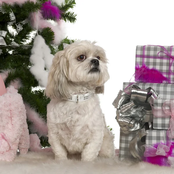 Shih Tzu, 4 years old, with Christmas tree and gifts in front of white background — Stock Photo, Image