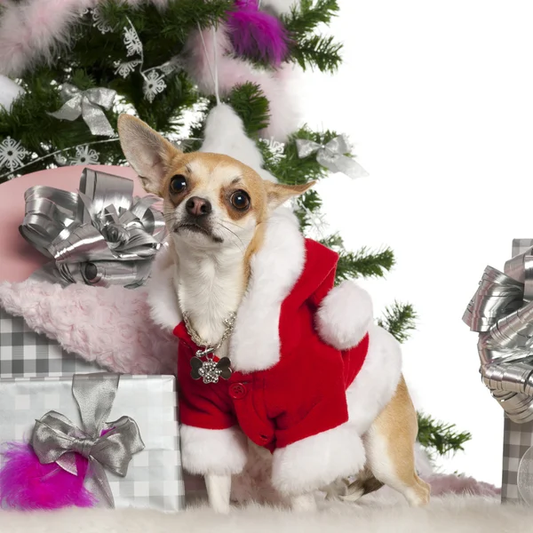 Chihuahua, 16 months old, with Christmas tree and gifts in front of white background — Stock Photo, Image