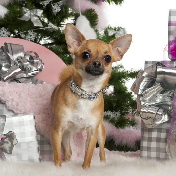 Chihuahua, 15 months old, with Christmas tree and gifts in front of white background — Stock Fotó