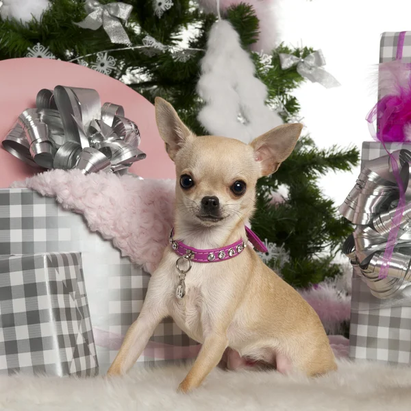 Chihuahua, 8 months old, with Christmas tree and gifts in front of white background — Stockfoto