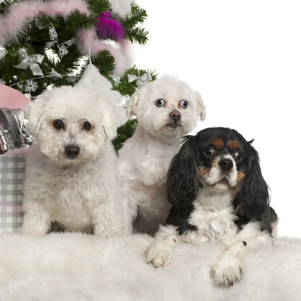 Bichon Frisand Maltese, 12 years old and Cavalier King Charles Spaniel, 3 years old, with Christmas tree and gifts in front of white background — стокове фото