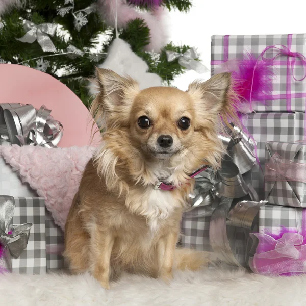 Chihuahua, 3 years old, with Christmas tree and gifts in front of white background — Stock Photo, Image