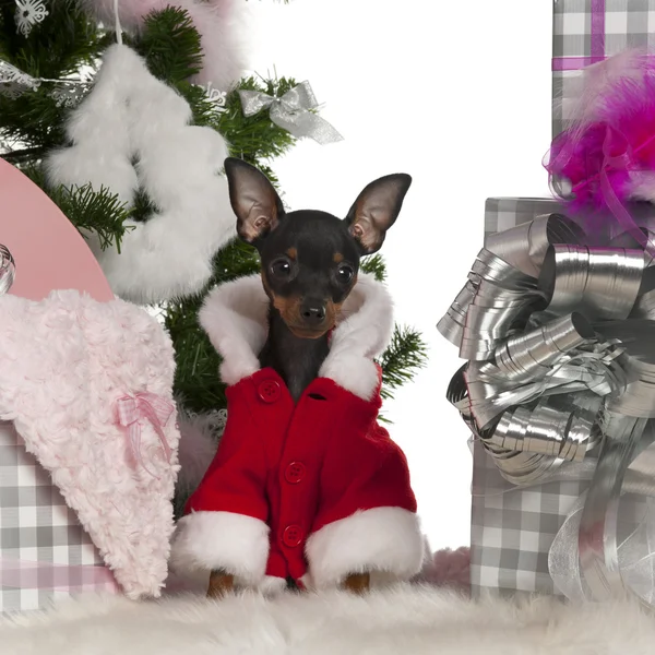 Chihuahua, 4 months old, with Christmas tree and gifts in front of white background — Stock Photo, Image
