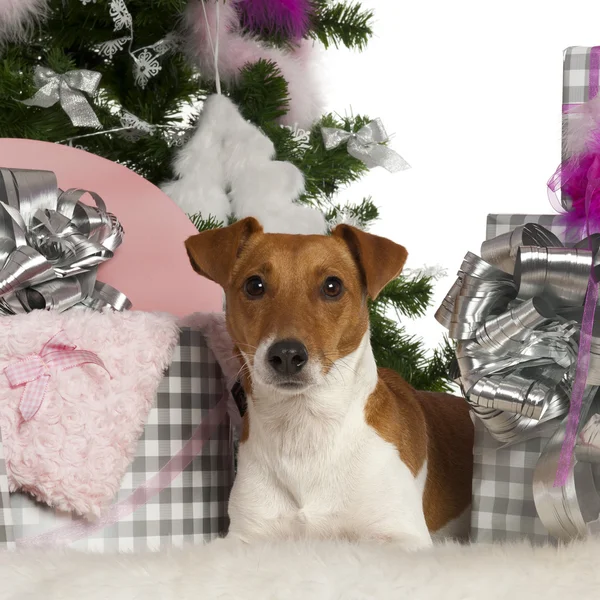Jack Russell Terrier, 2 years old, with Christmas tree and gifts in front of white background — Stock Photo, Image