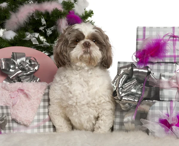 Shih Tzu, 3 years old, with Christmas tree and gifts in front of white background — стокове фото