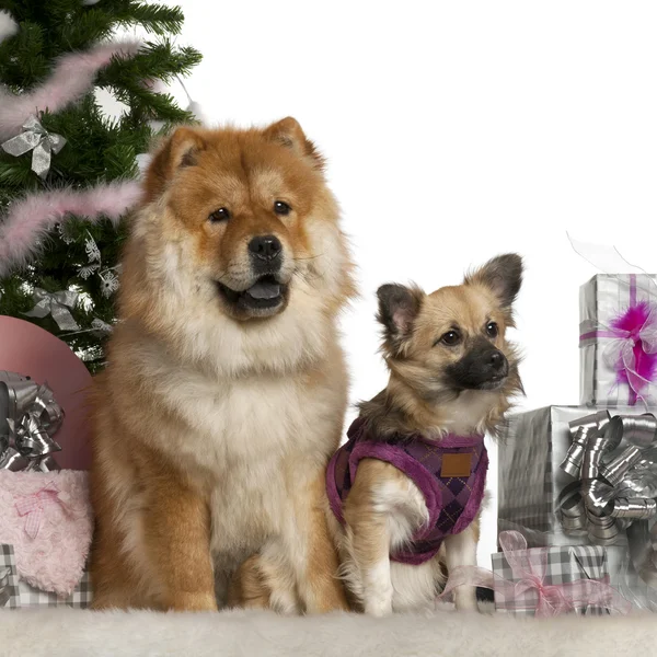 Chow Chow, 1 year old, with Mixed-breed puppy, 6 months old, with Christmas tree and gifts in front of white background — Stock Fotó