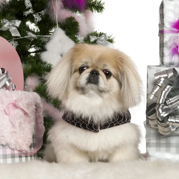 Pekingese, 6 years old, with Christmas tree and gifts in front of white background — стокове фото