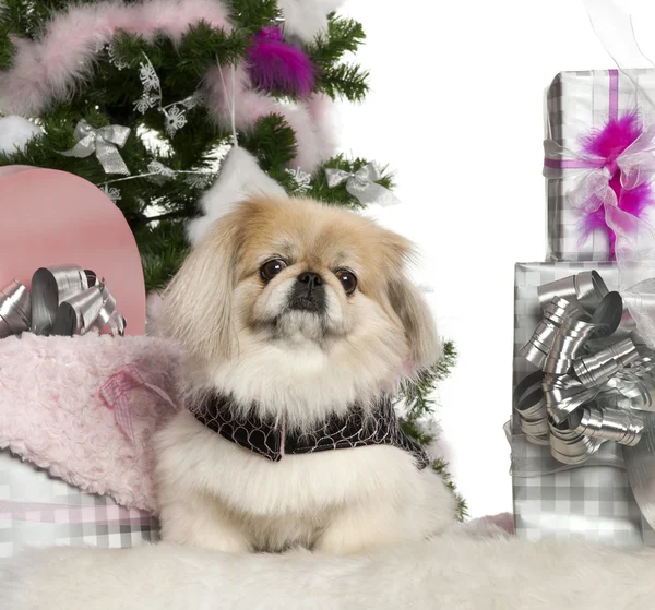 Pekingese, 6 years old, with Christmas tree and gifts in front of white background — Stock Photo, Image