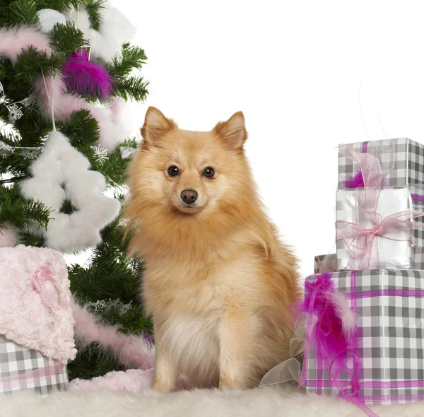 Pomeranian, 18 months old, with Christmas tree and gifts in front of white background — Stock Photo, Image