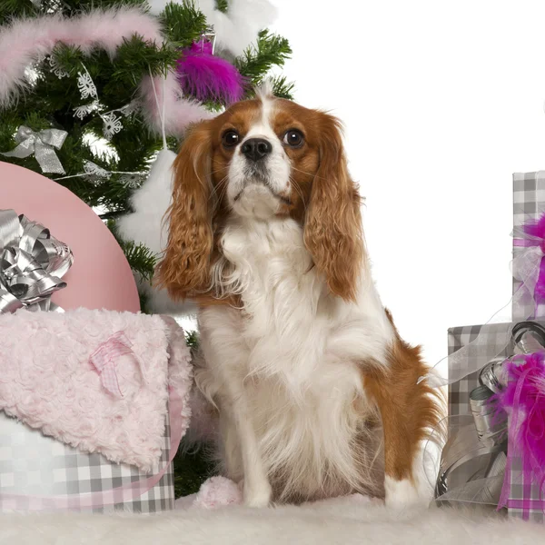 骑士国王查尔斯猎犬，3 岁，与圣诞树和在白色背景前的礼物 — 图库照片