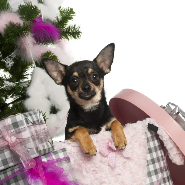 Chihuahua puppy, 5 months old, getting out a box with Christmas tree and gifts in front of white background — Stock Photo, Image