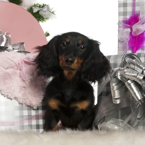 Dachshund puppy, 4 months old, with Christmas tree and gifts in front of white background — 스톡 사진