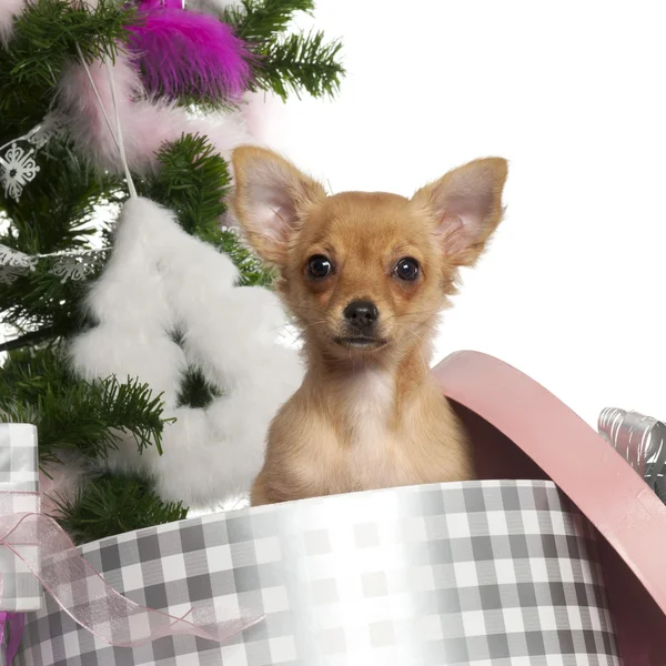 Chihuahua puppy, 3 months old, with Christmas tree and gifts in front of white background — стокове фото