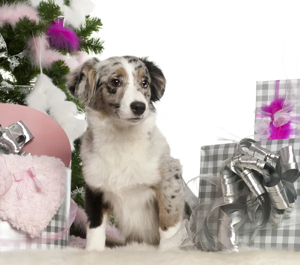 Cucciolo pastore australiano in miniatura, 5 mesi, con albero di Natale e regali davanti allo sfondo bianco — Foto Stock
