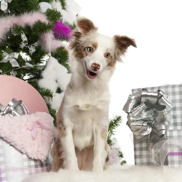Miniature Australian Shepherd puppy, 1 year old, with Christmas tree and gifts in front of white background — Stock Photo, Image