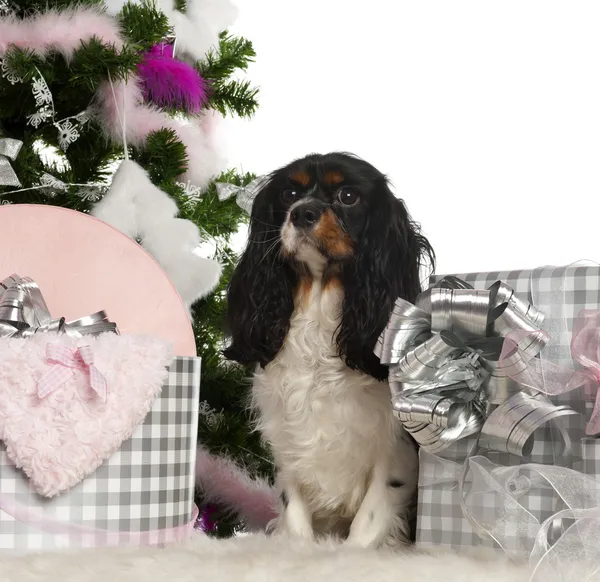 Cavalier King Charles Spaniel, 18 months old, with Christmas tree and gifts in front of white background — Stock Photo, Image