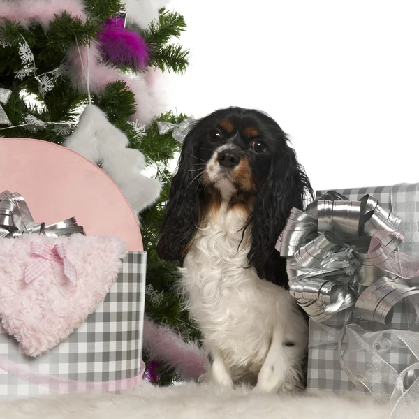 Cavalier King Charles Spaniel, 18 months old, with Christmas tree and gifts in front of white background — стокове фото