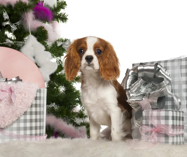 Cavalier King Charles Spaniel cachorro, 6 meses de edad, con árbol de Navidad y regalos en frente de fondo blanco — Foto de Stock