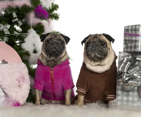 Pugs, 6 years and 3 years old, with Christmas tree and gifts in front of white background — 스톡 사진