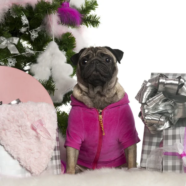 Pug, 3 years old, with Christmas tree and gifts in front of white background — 스톡 사진