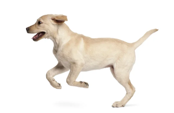若いラブラドル ・ レトリーバー犬、4 ヶ月 — ストック写真