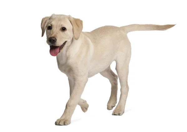 stock image Young Labrador Retriever, 4 months old