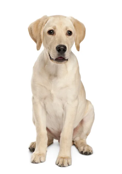 Jonge labrador retriever, 4 maanden oud — Stockfoto