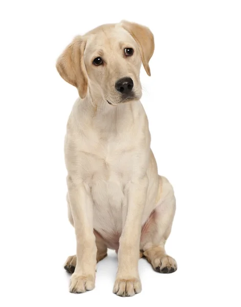 Young Labrador Retriever, 4 months old — Stock Photo, Image