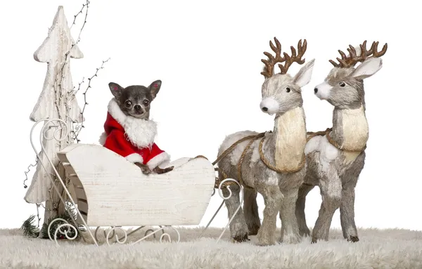 Chihuahua, 8 months old, in Christmas sleigh in front of white background — Stock Fotó