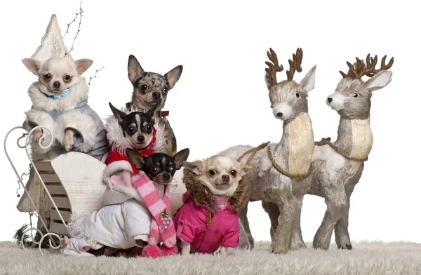 Chihuahuas, 4 years, 1.5 years and 2 years old with Chihuahua puppies, 8 months and 10 months old, in Christmas sleigh in front of white background — Stock Fotó