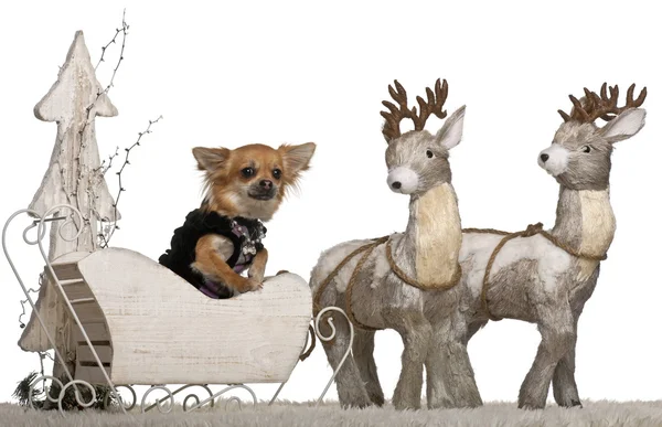 Chihuahua, 3 años, en trineo de Navidad delante de fondo blanco — Foto de Stock