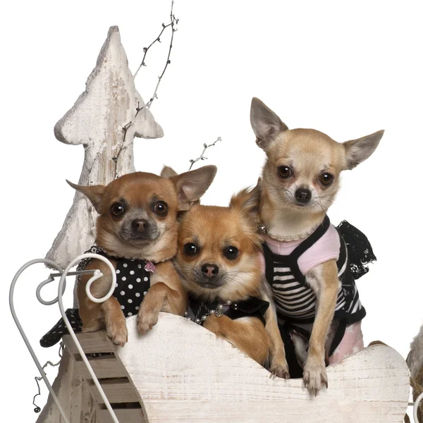 Chihuahuas, 3 años y 1 año, en trineo navideño delante de fondo blanco — Foto de Stock