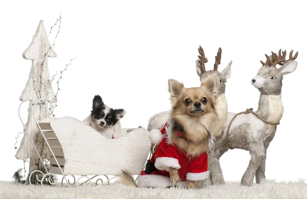 Chihuahua, 3 years old, and Chihuahua puppy, 9 weeks old, in Christmas sleigh in front of white background — стокове фото
