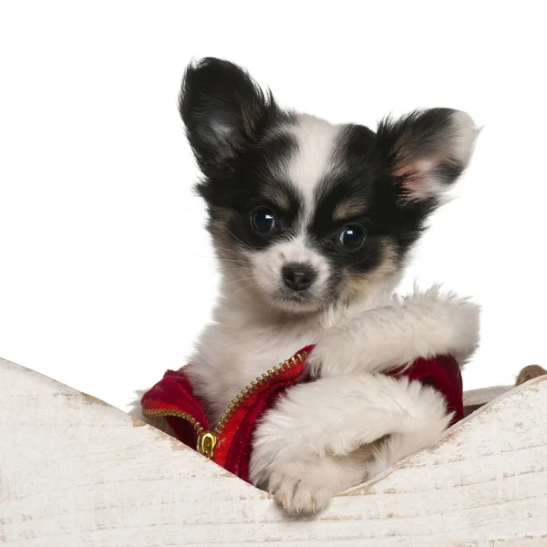 Chihuahua filhote de cachorro, 9 semanas, no trenó de Natal na frente do fundo branco — Fotografia de Stock
