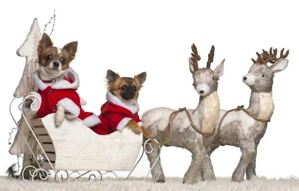 Chihuahua, 2 years old, and Chihuahua puppy, 3 months old, in Christmas sleigh in front of white background — стокове фото