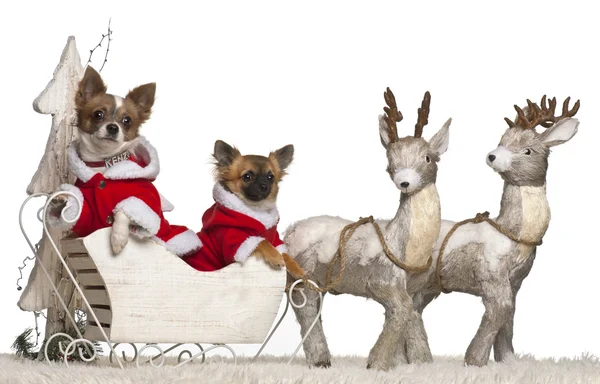 Chihuahua, 2 ans, chiot Chihuahua, 3 mois, en traîneau de Noël devant fond blanc — Photo