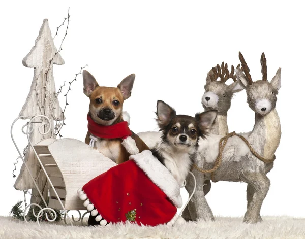 Chihuahuas, 1 year old, in Christmas sleigh in front of white background — Stock Photo, Image