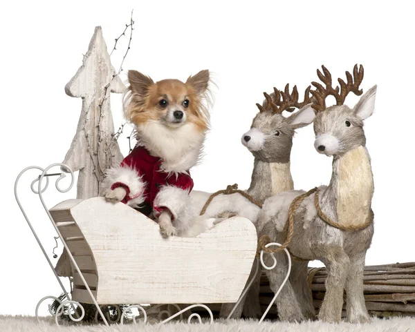 Chihuahua, 5 años, en trineo de Navidad delante de fondo blanco — Foto de Stock