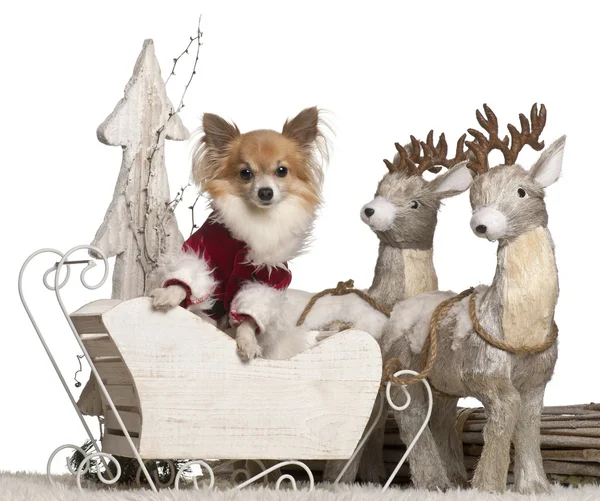 Chihuahua, 5 years old, in Christmas sleigh in front of white background — стокове фото