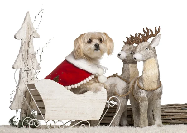 Mixed-breed dog, 5 years old, in Christmas sleigh in front of white background — 스톡 사진