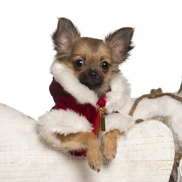 Chihuahua puppy, 4 months old, in Christmas sleigh in front of white background — стокове фото