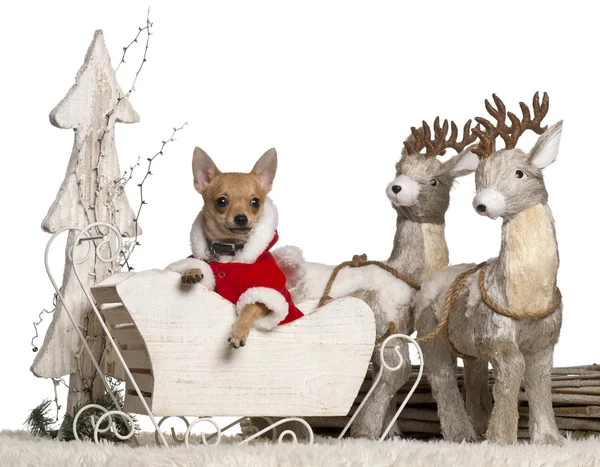 Chihuahua puppy, 4 months old, in Christmas sleigh in front of white background — стокове фото